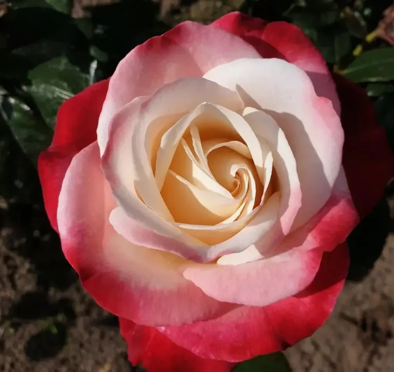 roze nostalgie