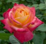 roze oriental peace