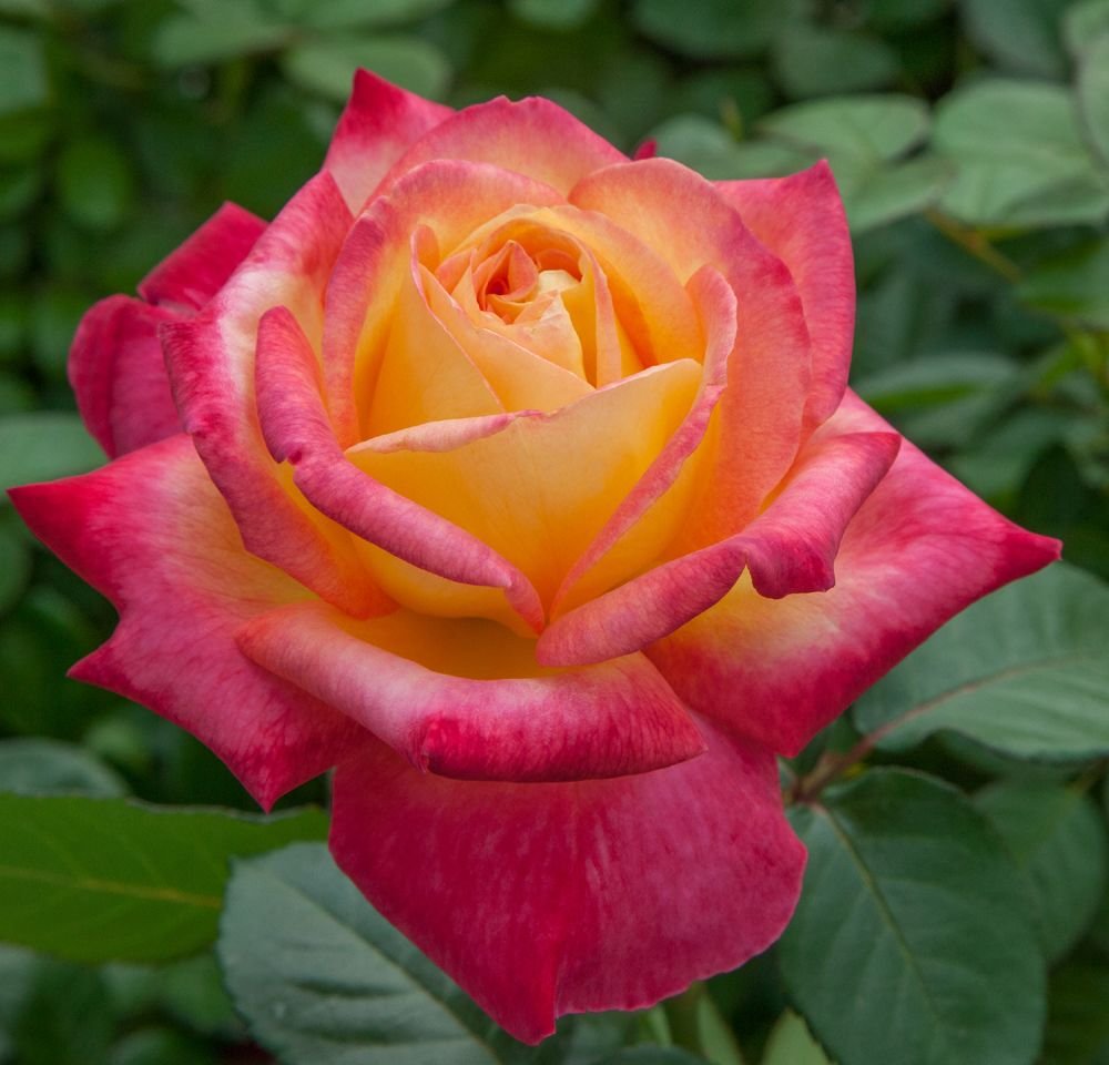 roze oriental peace roze oriental peace
