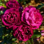 roze purple breeze