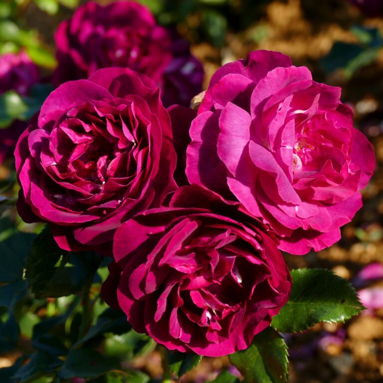 roze purple breeze
