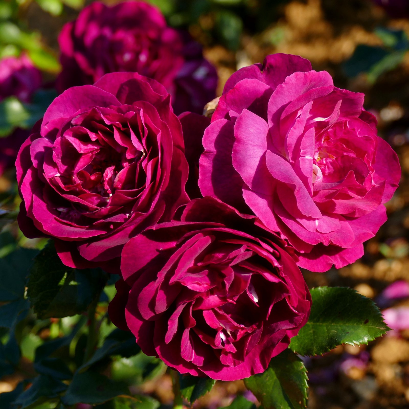 roze purple breeze roze purple breeze