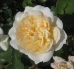 roze rosemantic cream