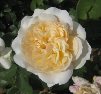 roze rosemantic cream