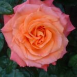 roze sunrise