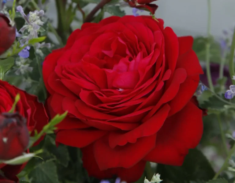 roze tiamo