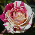 roze vanille fraise