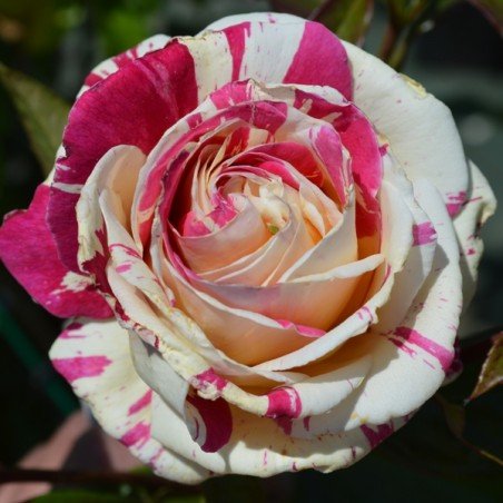 roze vanille fraise