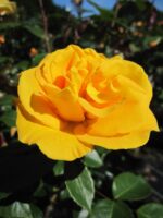 roze westart