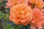 roze westzeit
