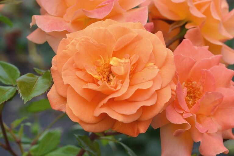 roze westzeit