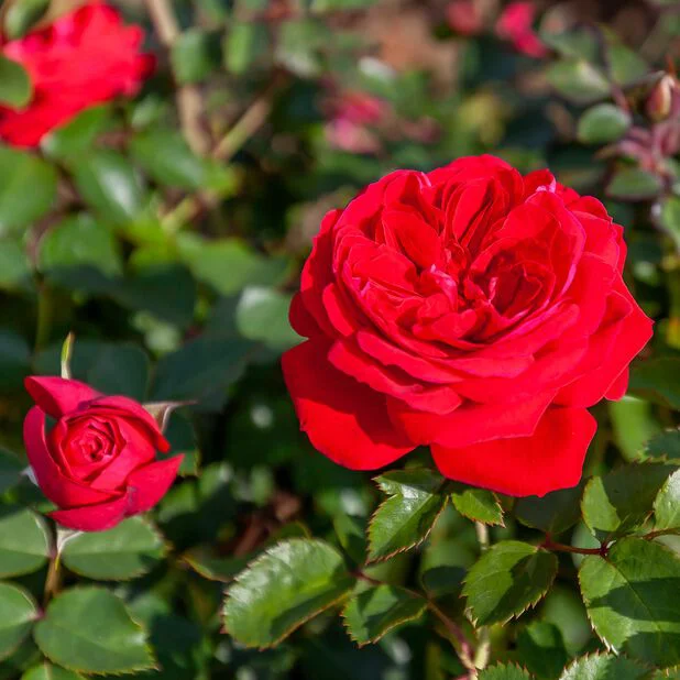 roze zepeti