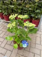 didzialape hortenzija blaumeise