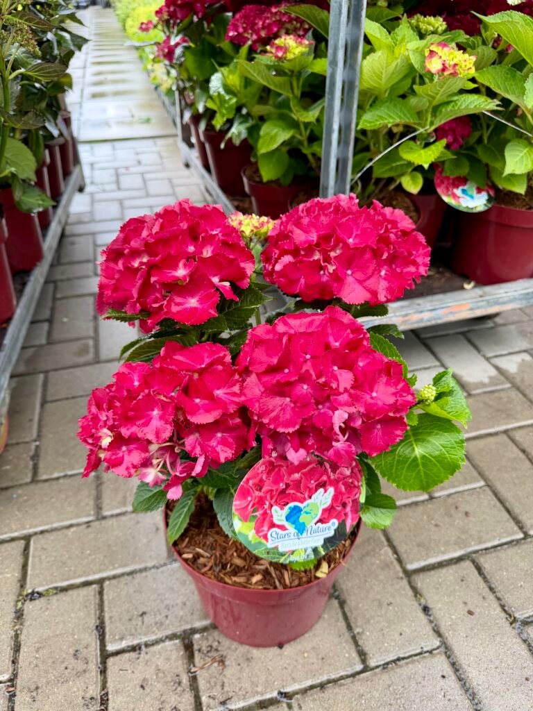didzialape hortenzija Royal red