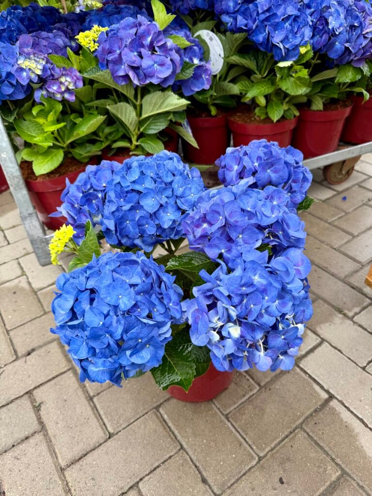 didzialape hortenzija jip Blue