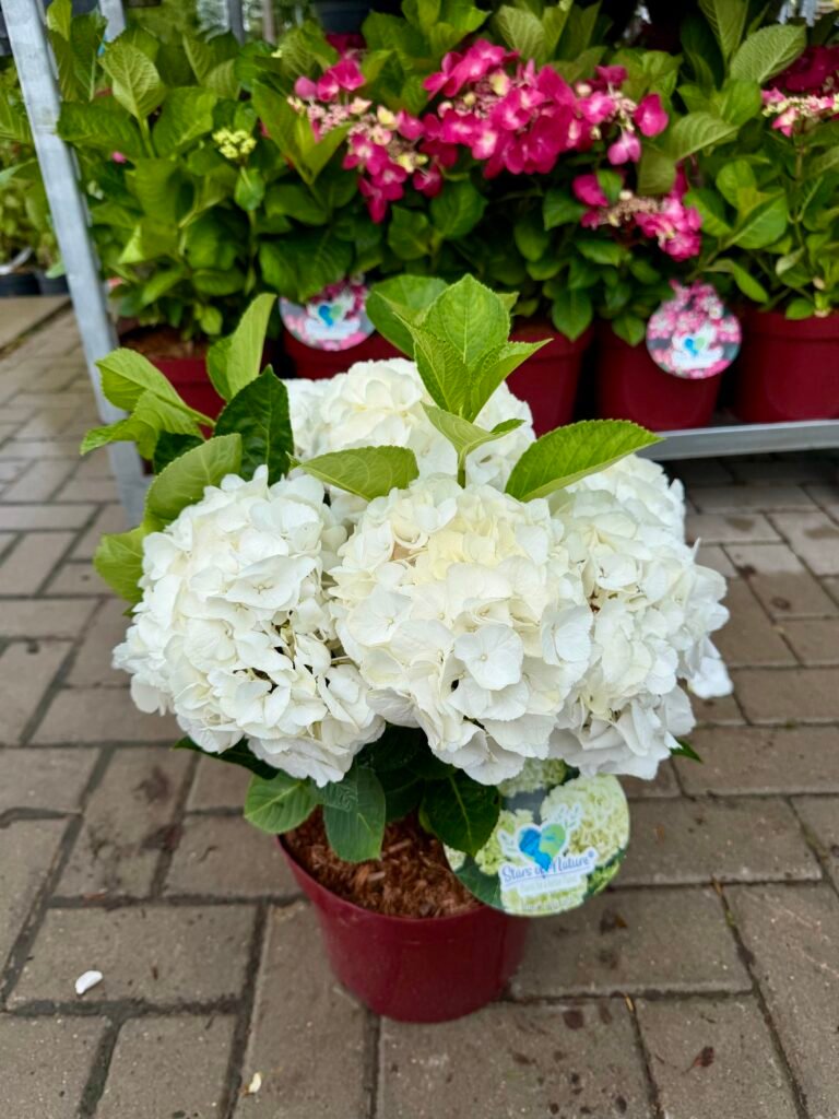 didzialape hortenzija Saxon bright White