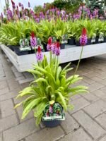 orchidine raktazole primula vialii