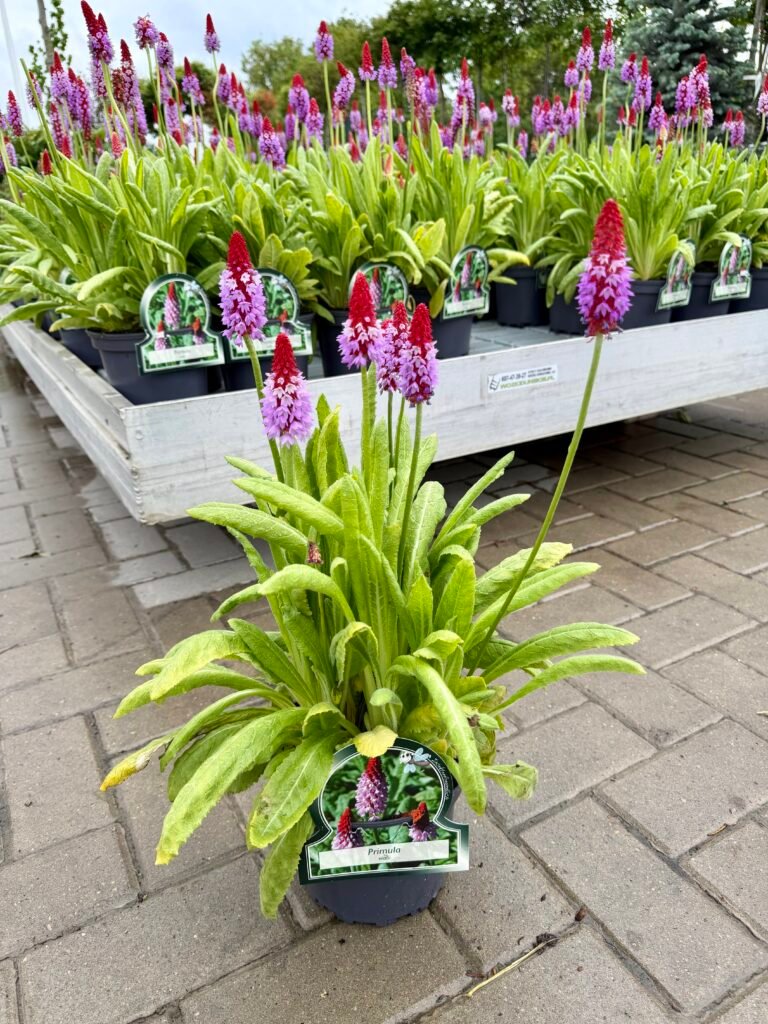 orchidine raktazole primula vialii