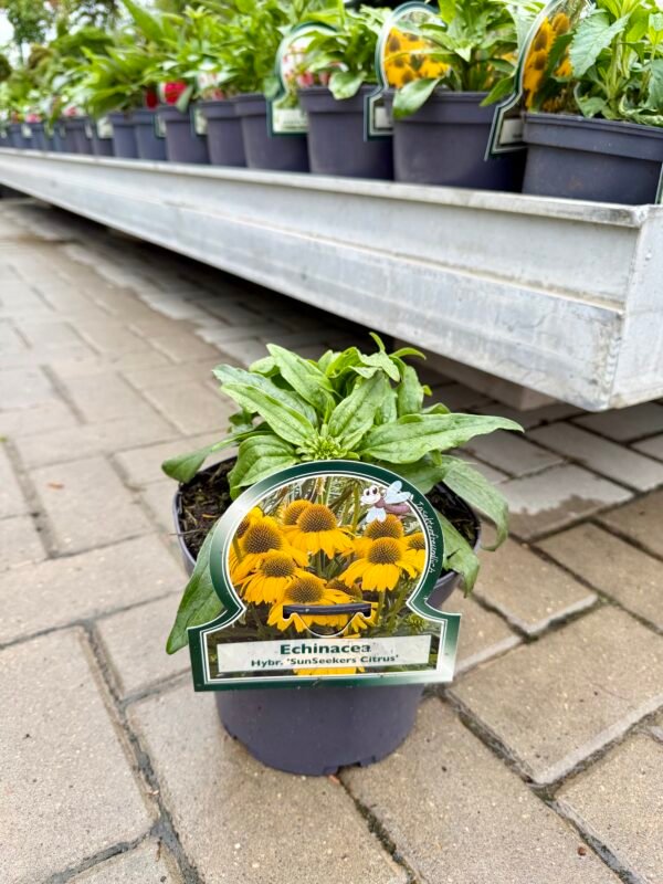 eziuole sunseekers Citrus