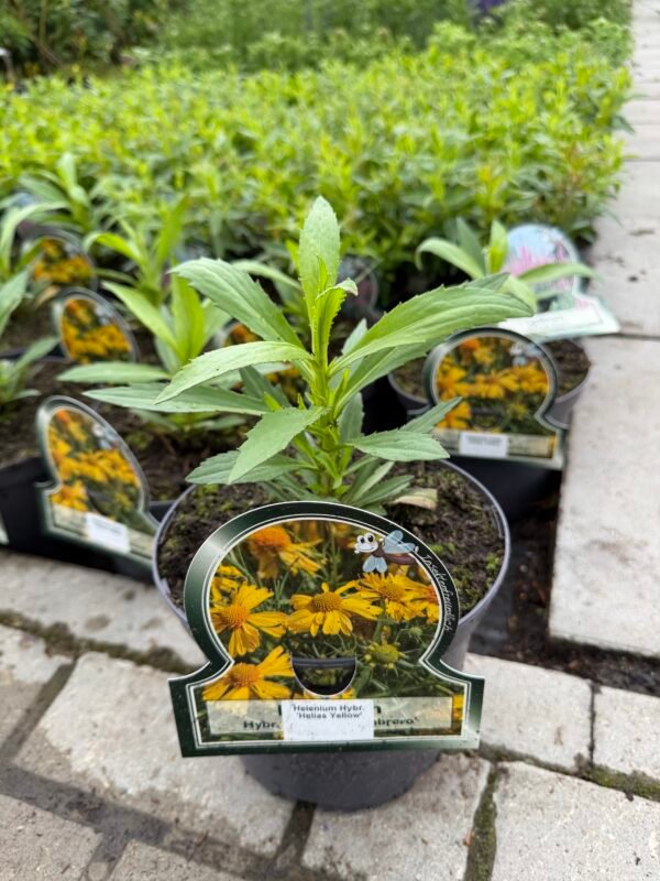 saulaine helias yellow
