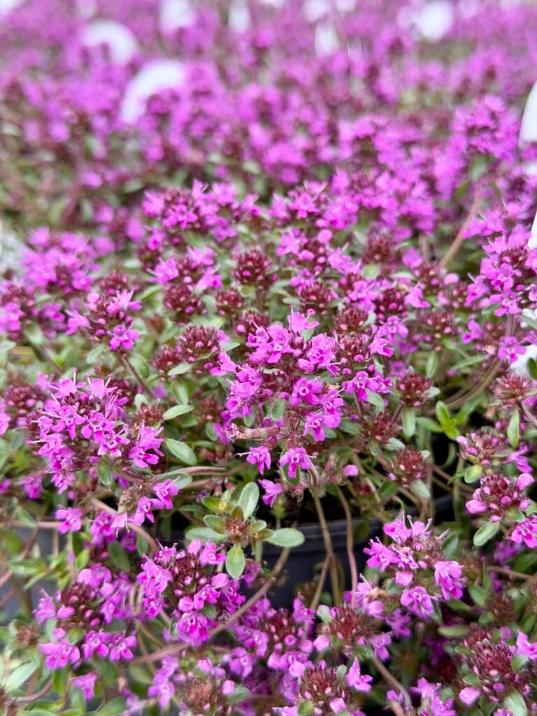 ciobrelis creeping red