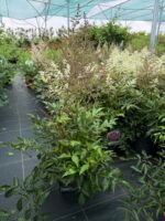astilbe bonn