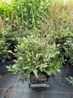 astilbe hennie graafland
