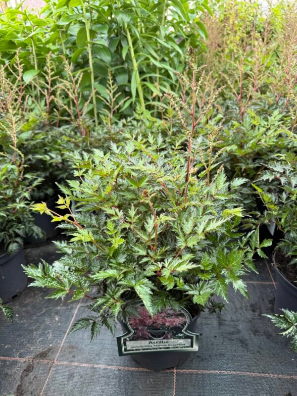 astilbe hennie graafland