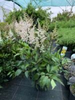 astilbe peach blossom