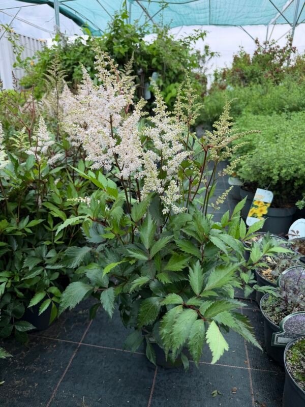 astilbe peach blossom