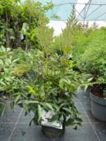 astilbe weise gloria
