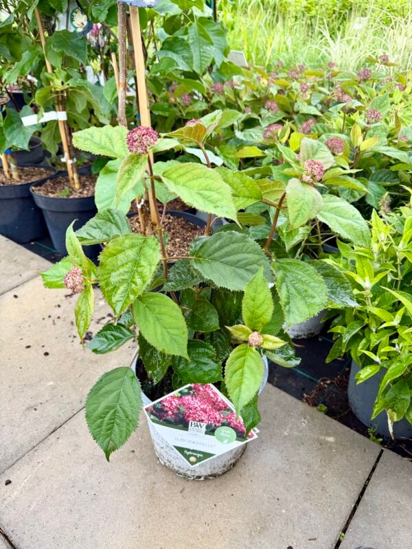 hortenzija ruby annabelle
