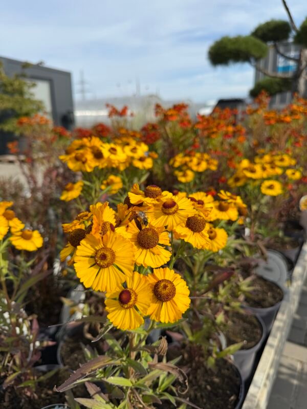 helias yellow