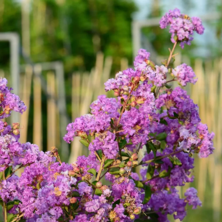 Lagerstroemia-indica-Petite-Orchid-krausva