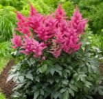 astilbe bonn