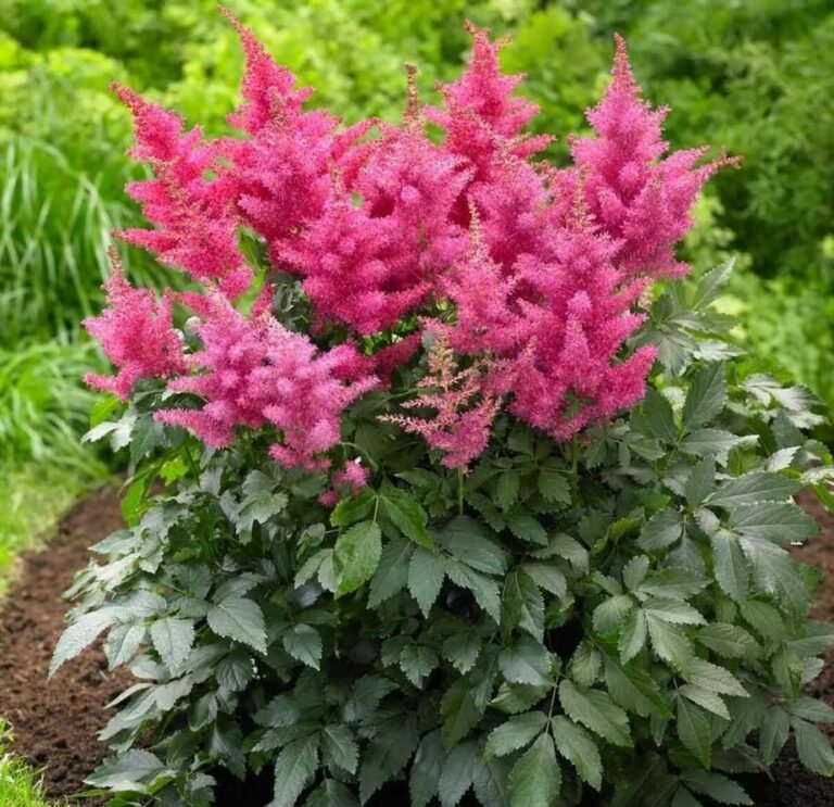 astilbe bonn