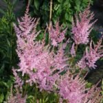 astilbe hennie graafland