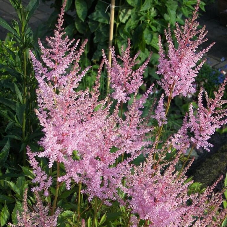 astilbe hennie graafland