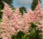astilbe peach blossom