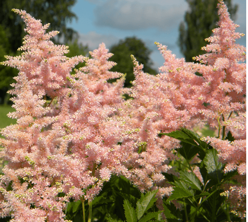 astilbe peach blossom astilbe peach blossom