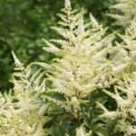 astilbe washington