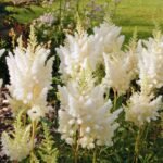 astilbe weise gloria