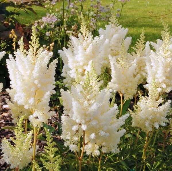 astilbe weise gloria
