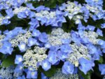 didzialape hortenzija blaumeise