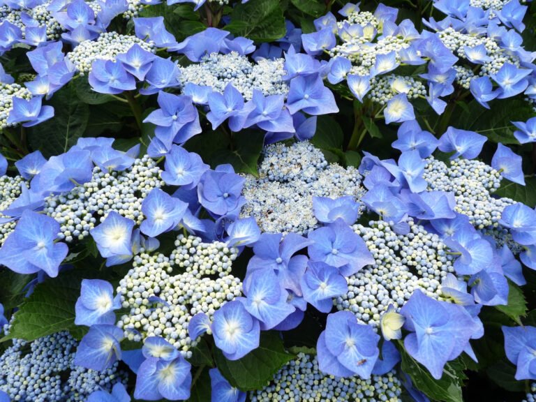 didzialape hortenzija blaumeise