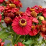 saulaine helias fire red