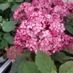 hortenzija ruby annabelle