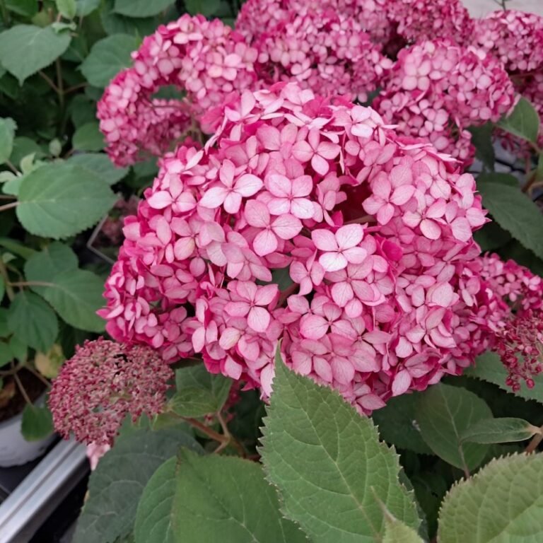 hortenzija ruby annabelle