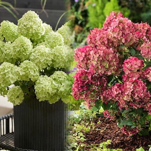 hortenzija sluoteline petite cherry