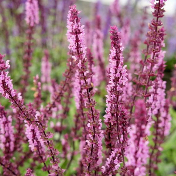 gojinis salavijas